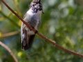 Costa's Hummingbird
