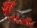 Costa's Hummingbird
