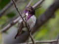 Costa's Hummingbird