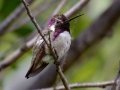 Costa's Hummingbird
