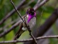 Costa's Hummingbird