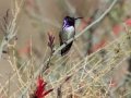 Costa's Hummingbird