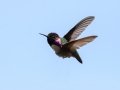 Costa's Hummingbird