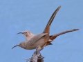 Pair of Crissal Thrashers