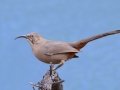 Crissal Thrasher