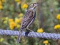 Dickcissel - San Diego River Tidal Mudflats