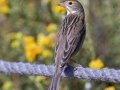 Dickcissel - San Diego River Tidal Mudflats
