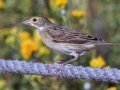 Dickcissel - San Diego River Tidal Mudflats