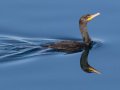 Double-crested Cormorant - Santee Lakes, San Diego, California, 2/19/2016