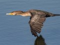 Double-crested Cormorant - Ramona Pond, San Diego, California, 12/13/2017