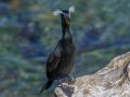 Double-crested Cormorant - Point La Jolla Sea Watch, San Diego County, California, 3/27/2015