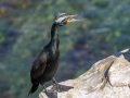 Double-crested Cormorant - Point La Jolla Sea Watch, San Diego County, California, 3/27/2015