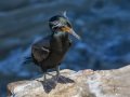 Double-crested Cormorant - Point La Jolla Sea Watch, San Diego County, California, 3/27/2015