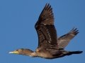 Double-crested Cormorant