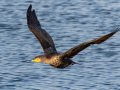 Double-crested Cormorant - San Diego River mudflats (including Robb Field & north side), San Diego, California, 1/10/2019