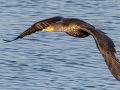 Double-crested Cormorant - San Diego River mudflats (including Robb Field & north side), San Diego, California, 1/10/2019