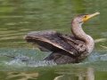 Double-crested Cormorant - Borrego Springs--Roadrunner Club/The Springs (private), San Diego, California, 5/16/2019