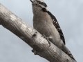 Downy Woodpecker