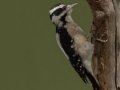 Downy Woodpecker