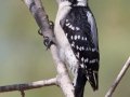 Downy Woodpecker