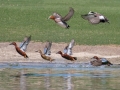Redheads with Eurasian and American Wigeon