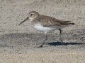 Dunlin