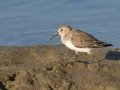 Dunlin - Bolsa Chica Ecological Reserve