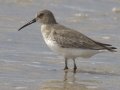 Dunlin