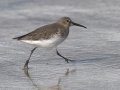 Dunlin