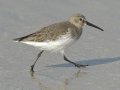 Dunlin