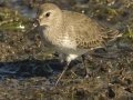 Dunlin