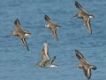 Dunlin