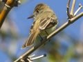 Dusky-capped Flycatcher