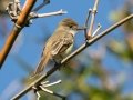 Dusky-capped Flycatcher