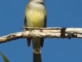 Dusky-capped Flycatcher
