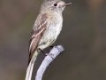 Dusky Flycatcher