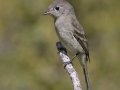 Dusky Flycatcher