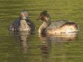 Eared Grebe