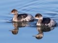 Eared Grebe