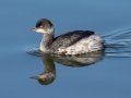 Eared Grebe