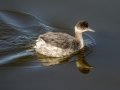 Eared Grebe - Bolsa Chica Ecological Reserve