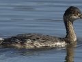 Eared Grebe