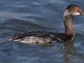 Eared Grebe
