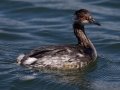 Eared Grebe