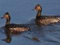 Eared Grebe
