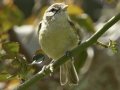 Eastern Bell's Vireo