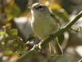 Eastern Bell's Vireo