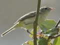 Eastern Bell's Vireo
