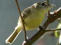 Eastern Bell's Vireo