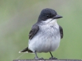 Eastern Kingbird